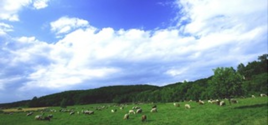 羊の放牧風景