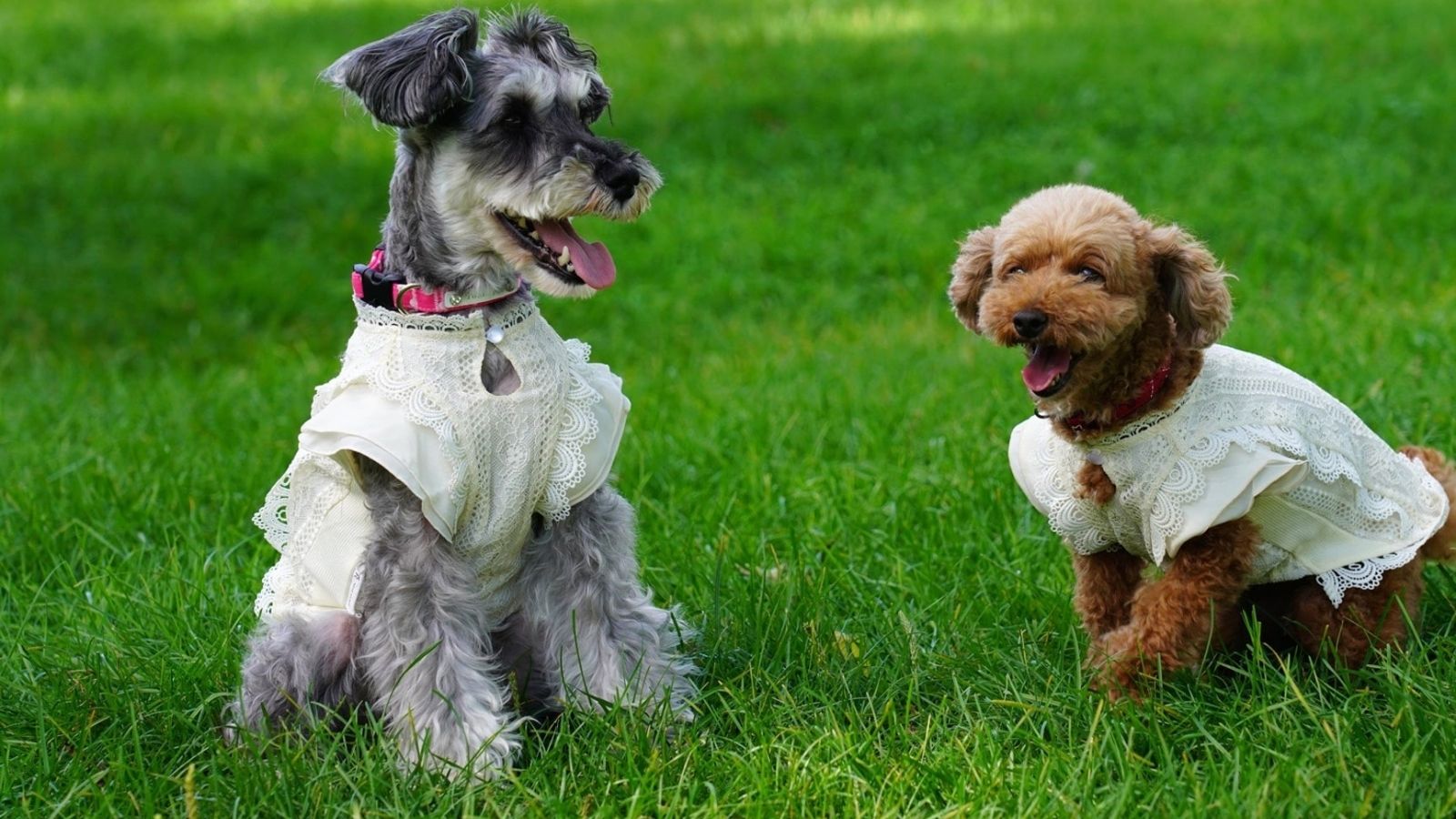 屋外ドッグラン