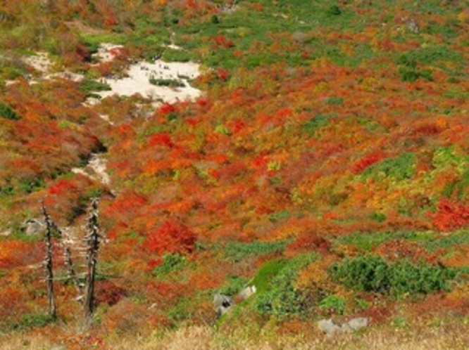 茶臼岳の紅葉３