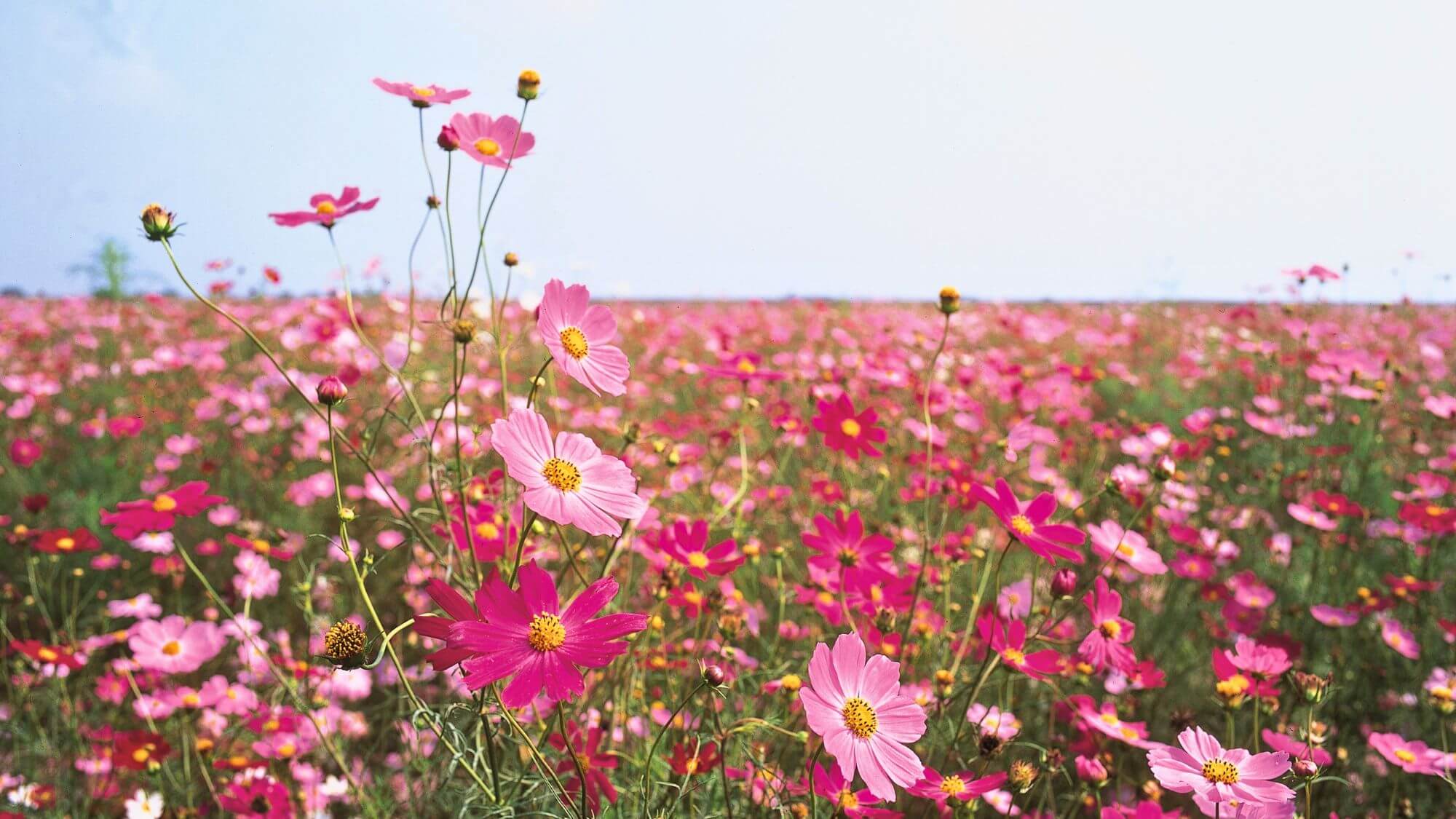 【宮ノ下コスモス広苑】当館からお車で約20分。秋には広大な敷地一面にコスモスが咲き誇ります！