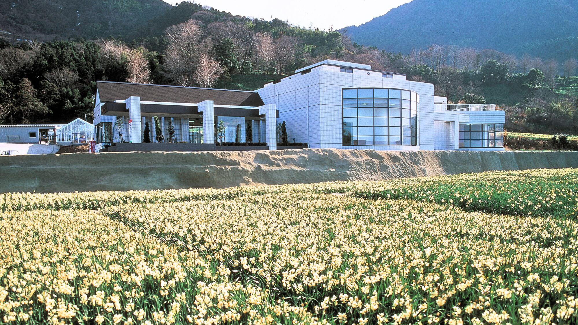 【水仙の里公園】当館からお車で約20分。越前水仙が通年で栽培展示されています！