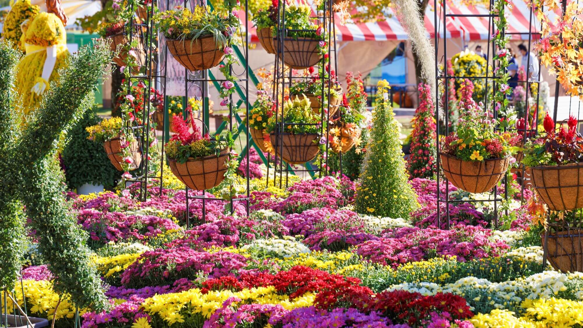 【たけふ菊人形】当館からお車で約1時間。毎年秋に開催される菊人形展！華麗な作品をご堪能ください。