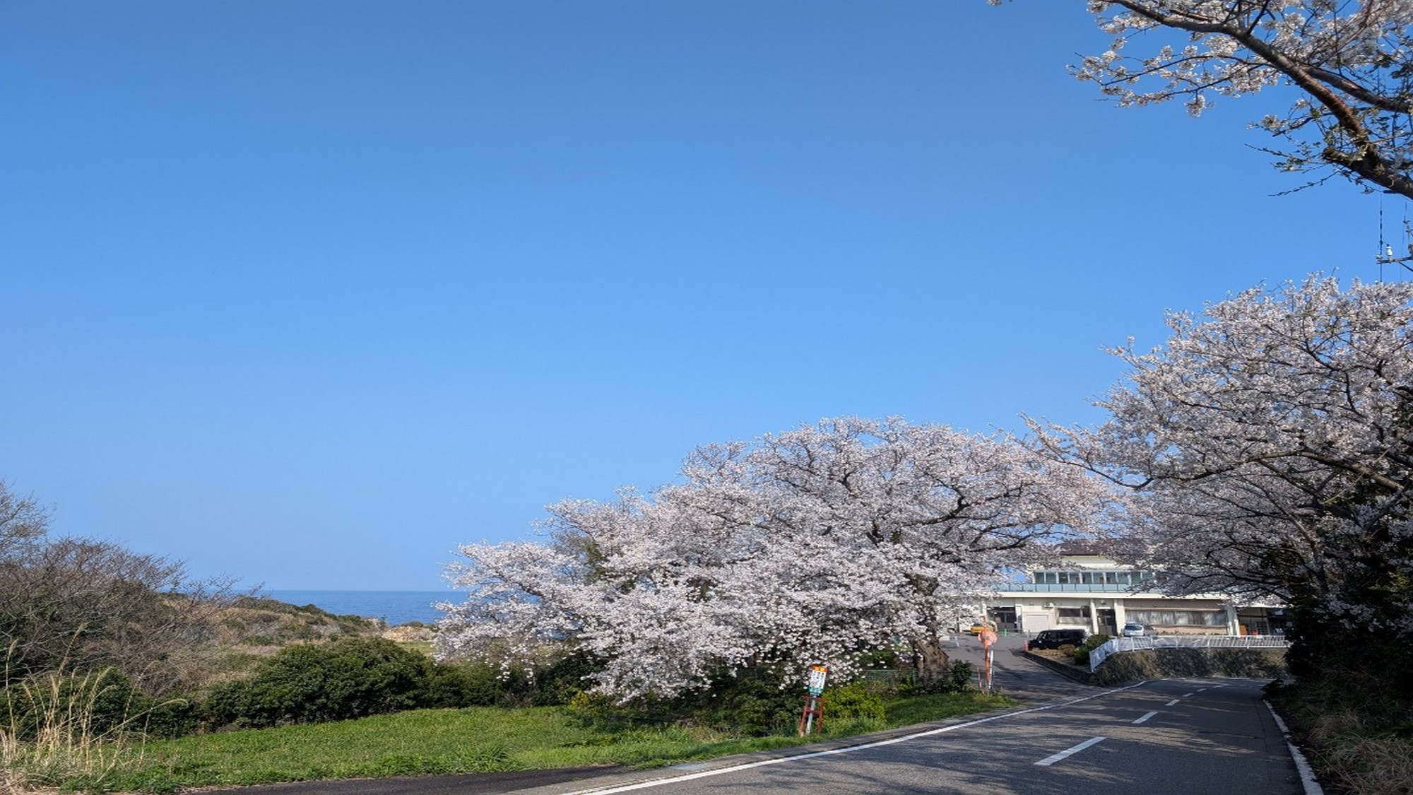 満開の桜が皆様をお出迎え