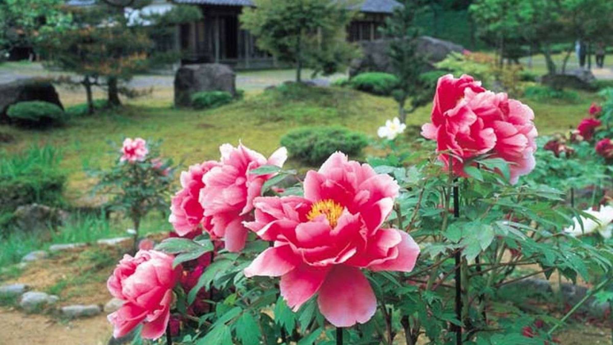 【北潟湖畔花菖蒲園】6月上旬頃より約300種20万本の花菖蒲が咲き誇ります