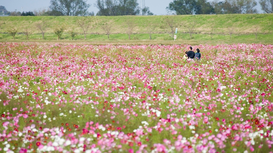 コスモス公苑では9月～10月中旬にかけて約1億本のコスモスが咲き誇ります。