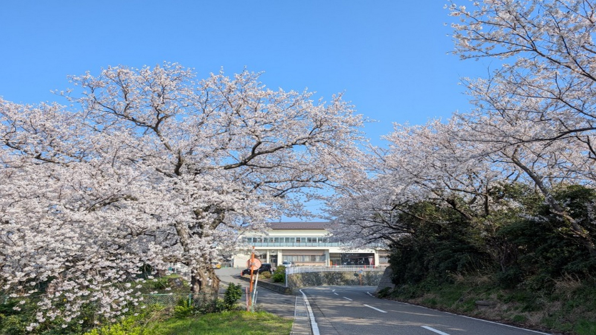 桜が満開！鷹巣荘に続く道