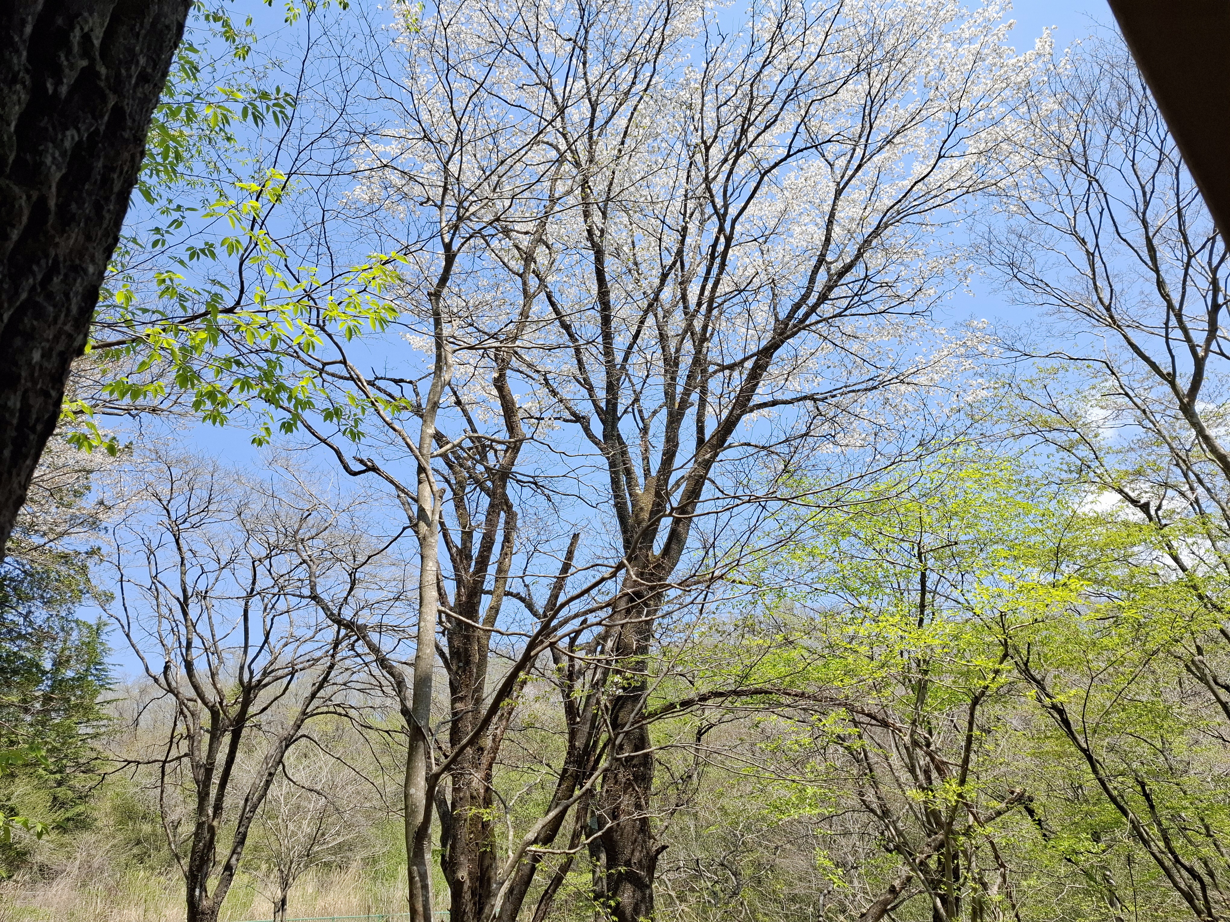 デラックスルーム（101）の温泉露天風呂からの眺め＜桜＞