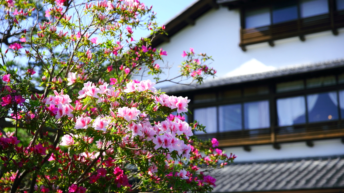 【四季の彩り】春はつつじやハナミズキが咲き誇ります　※開花は天候に左右されます