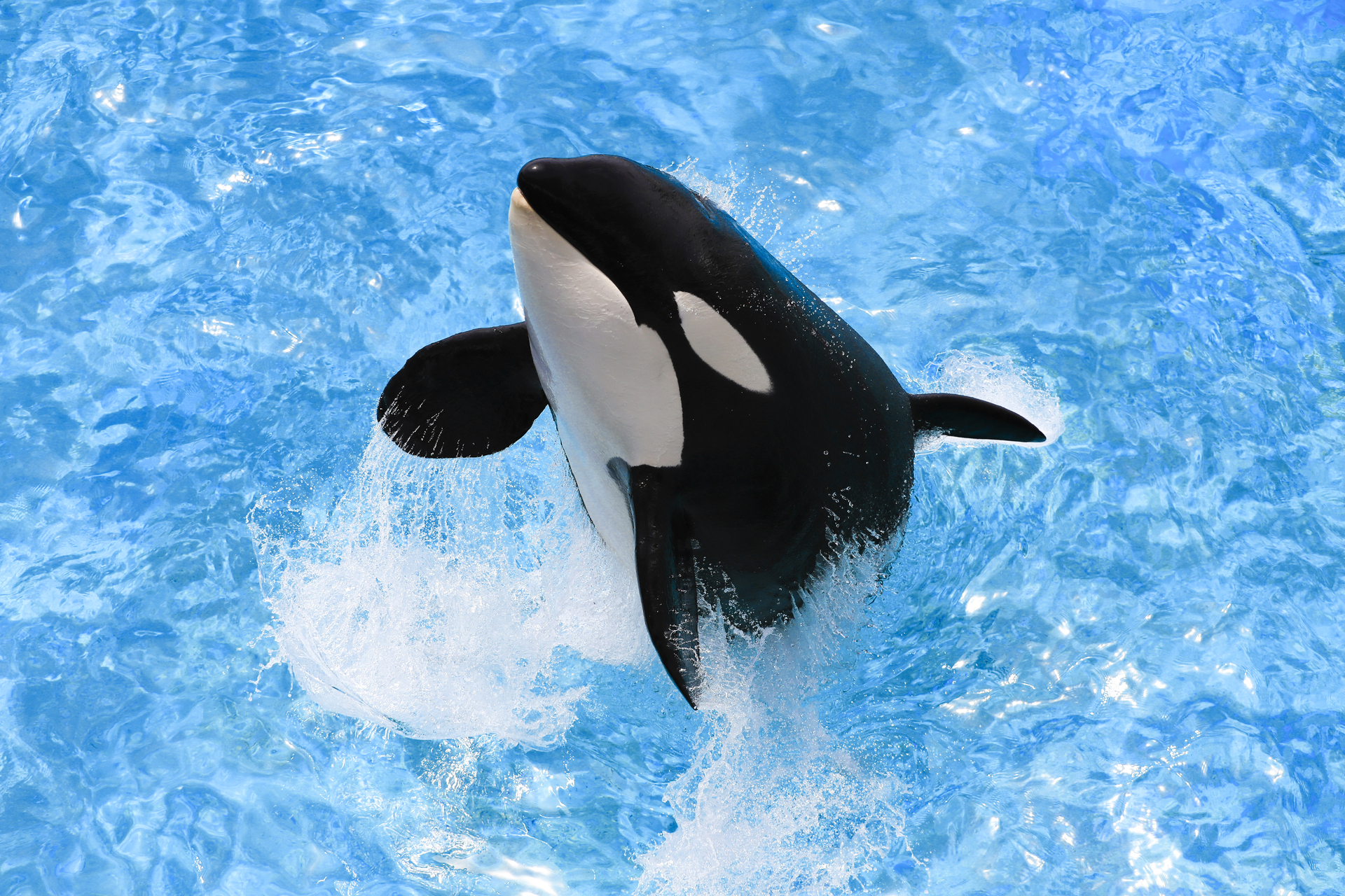 鴨川シーワールドのシャチ