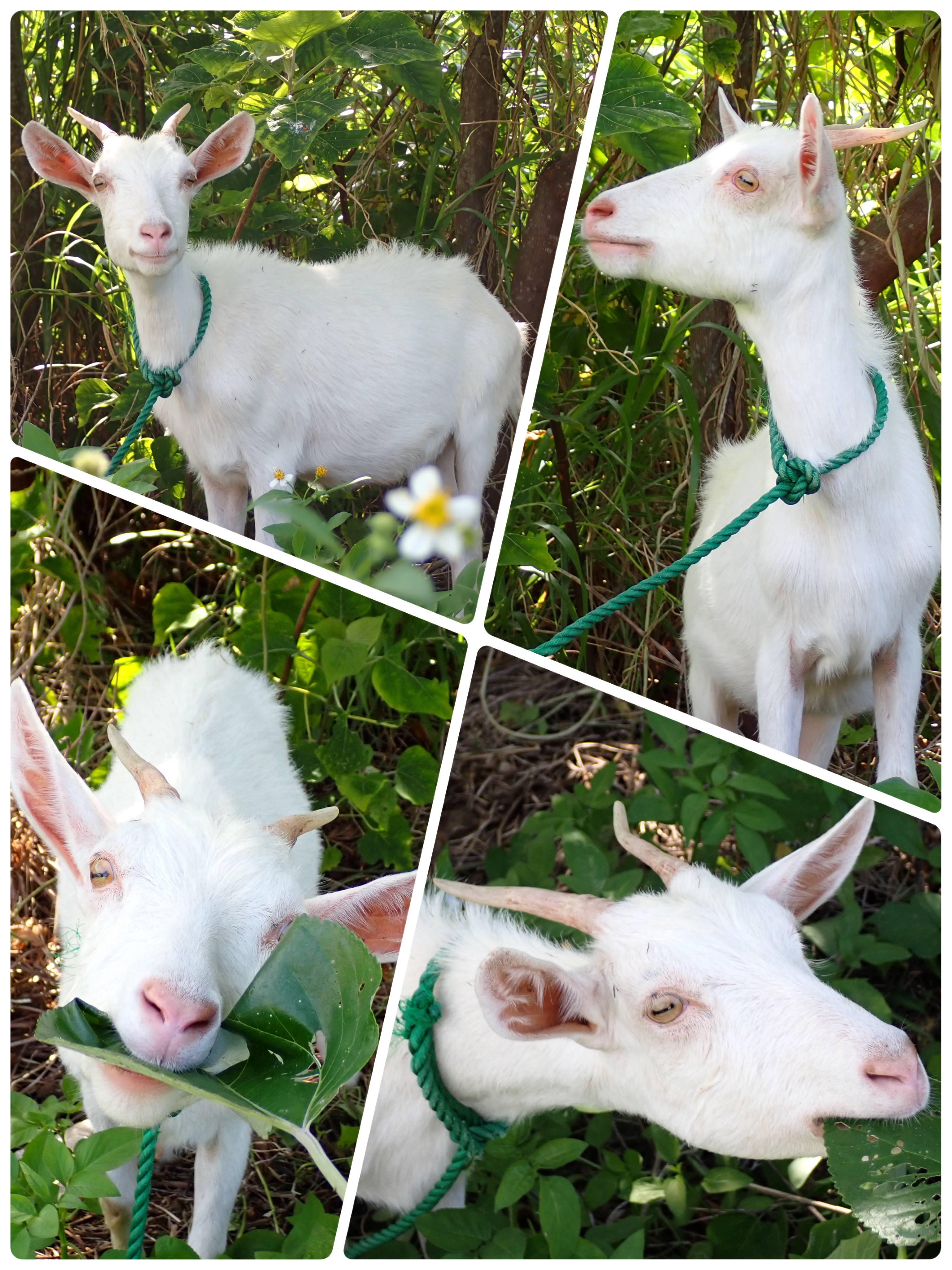 ヤギのめぇちゃん