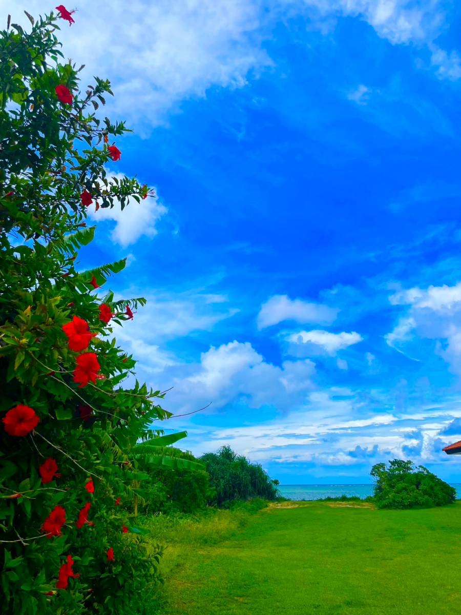 【ハイビスカス】敷地内