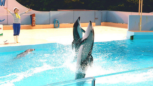 下田海中水族館チケット付きプラン　イルカやアシカショーなどプログラム満載（〜2024.7/9）