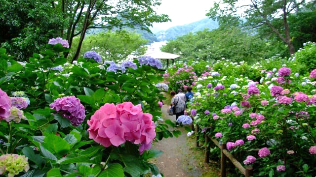 【静岡＆隣県限定】紫陽花と温泉の休日（1日10部屋限定／1500円OFF）