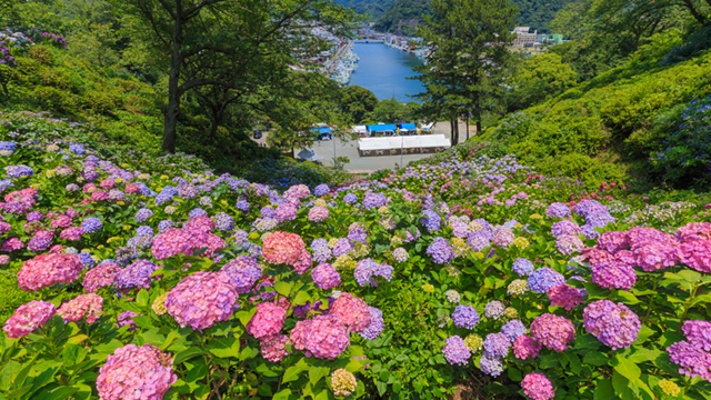 【静岡＆隣県限定】紫陽花と温泉の休日（1日10部屋限定／1500円OFF）