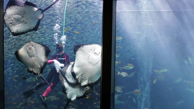 下田海中水族館チケット付プラン　イルカやアシカショーなどプログラム満載（2024.9/2〜11/30