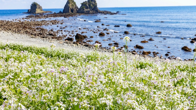 逢ヶ浜に自生するハマダイコンの花