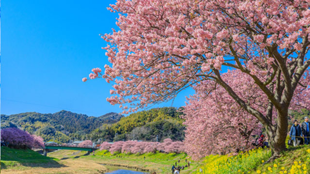 みなみの桜