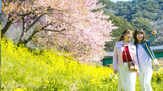 みなみの桜と菜の花