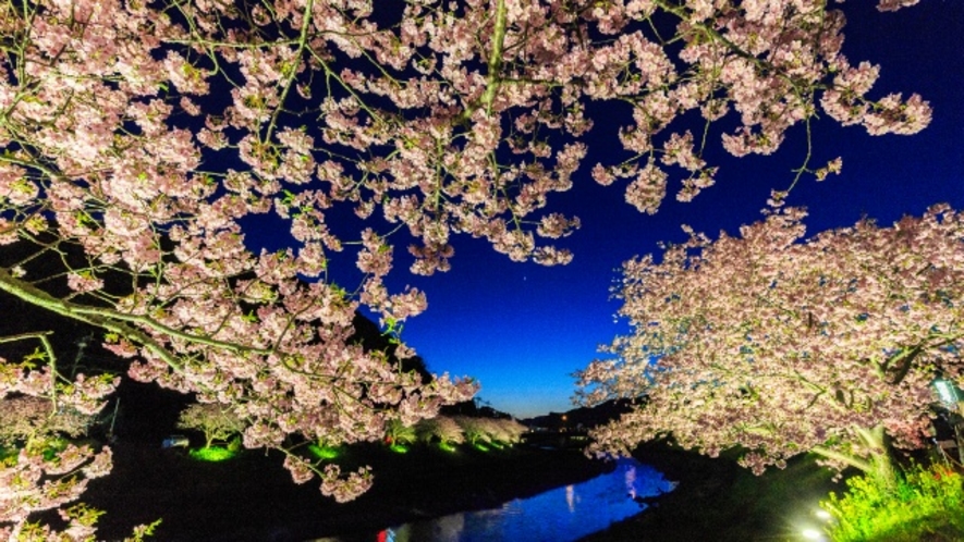 みなみの桜菜の花まつり　夜桜