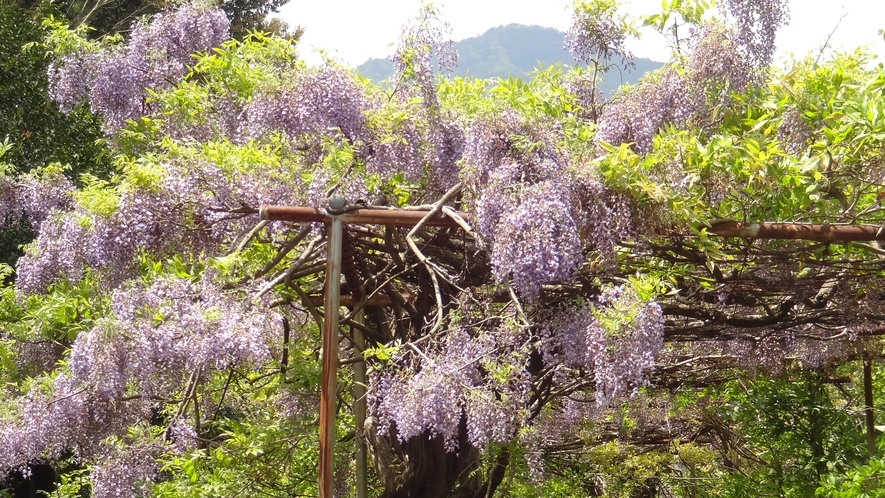 *【みやまの里森林公園】日本一長い藤棚ロード！当館から車で約30分。  