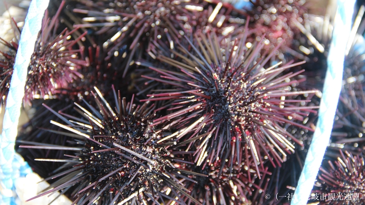 【食べ逃し厳禁！】今を逃したら一年待ち！1年に90日間だけの海の贈り物｜紫ウニ尽くし会席