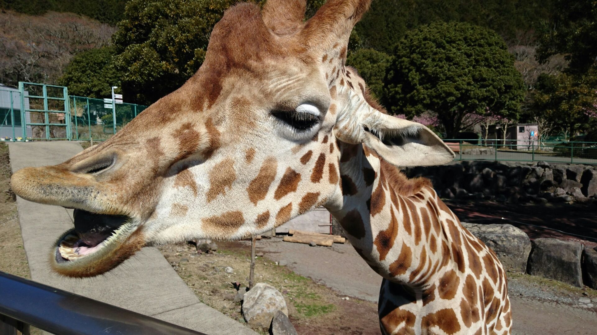 【ポイント5倍】伊豆アニマルキングダム入園券付きプラン★リゾートヴィラ（スタンダード）