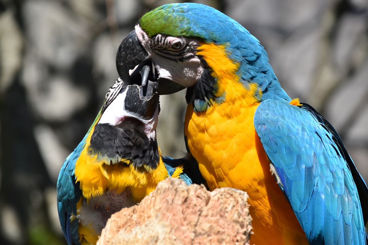 【ポイント5倍】伊豆アニマルキングダム入園券付きプラン【リゾートヴィラ（プレミアム）】