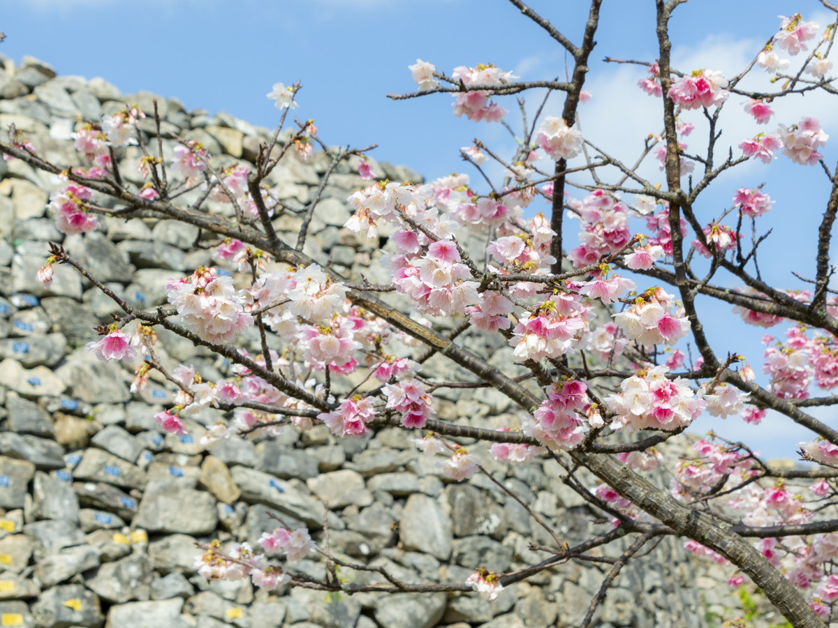 【沖縄の桜のイメージ】