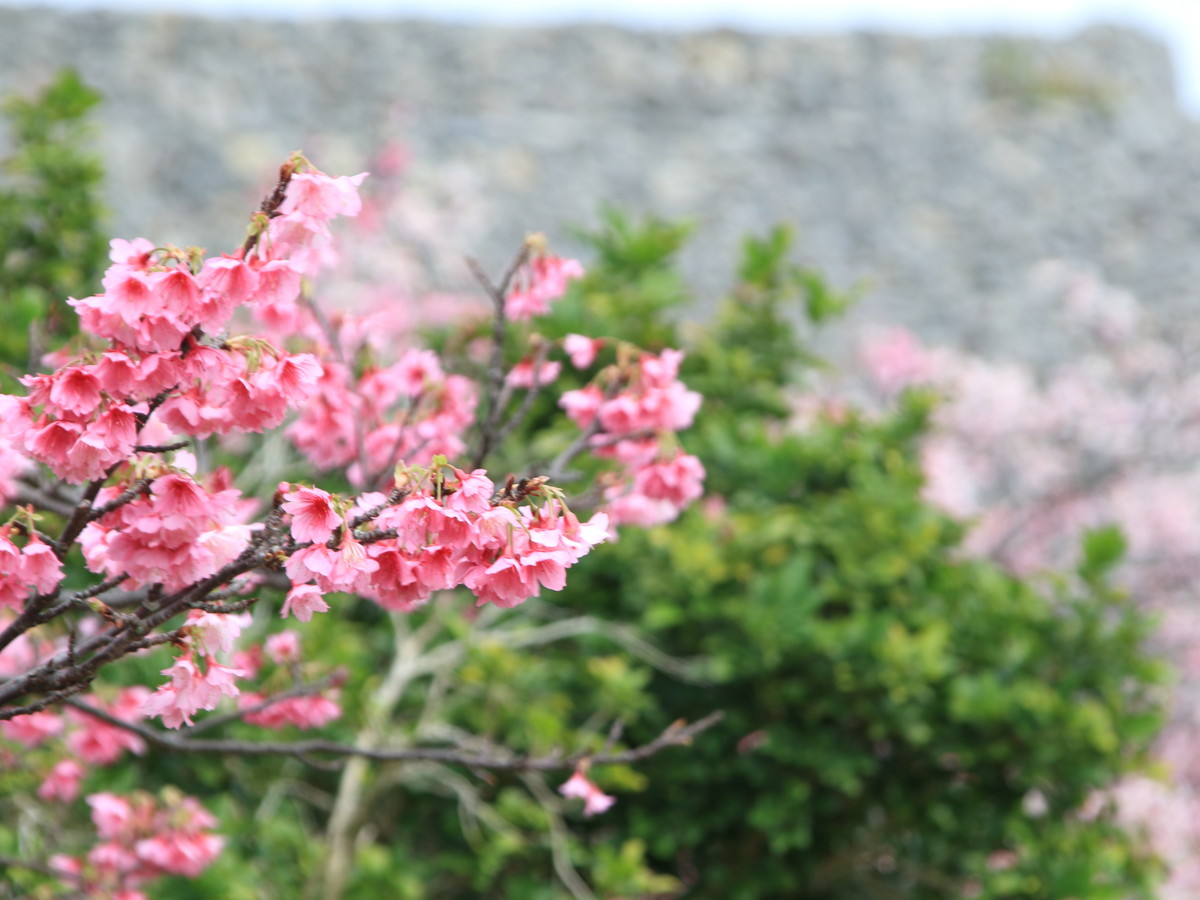 【沖縄の桜のイメージ】