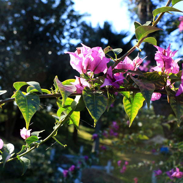 【わかさ公園】車で約15分！緑豊かな自然あふれる公園です。