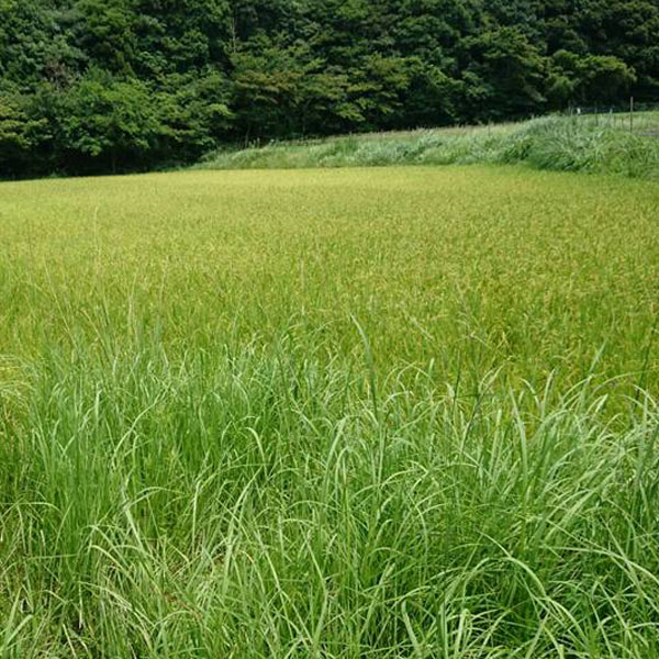 【サーファー米】サーファーたちが作る≪サーファー米≫が育つ様子♪