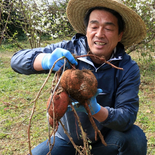 【菜園】でっかいサツマイモ採れた～