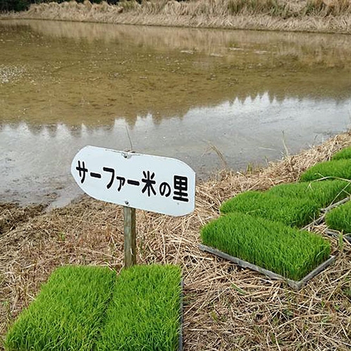 【サーファー米】田植えの季節です！たくさん実りますように♪