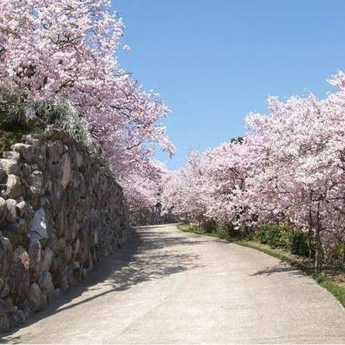 八百萬の神桜