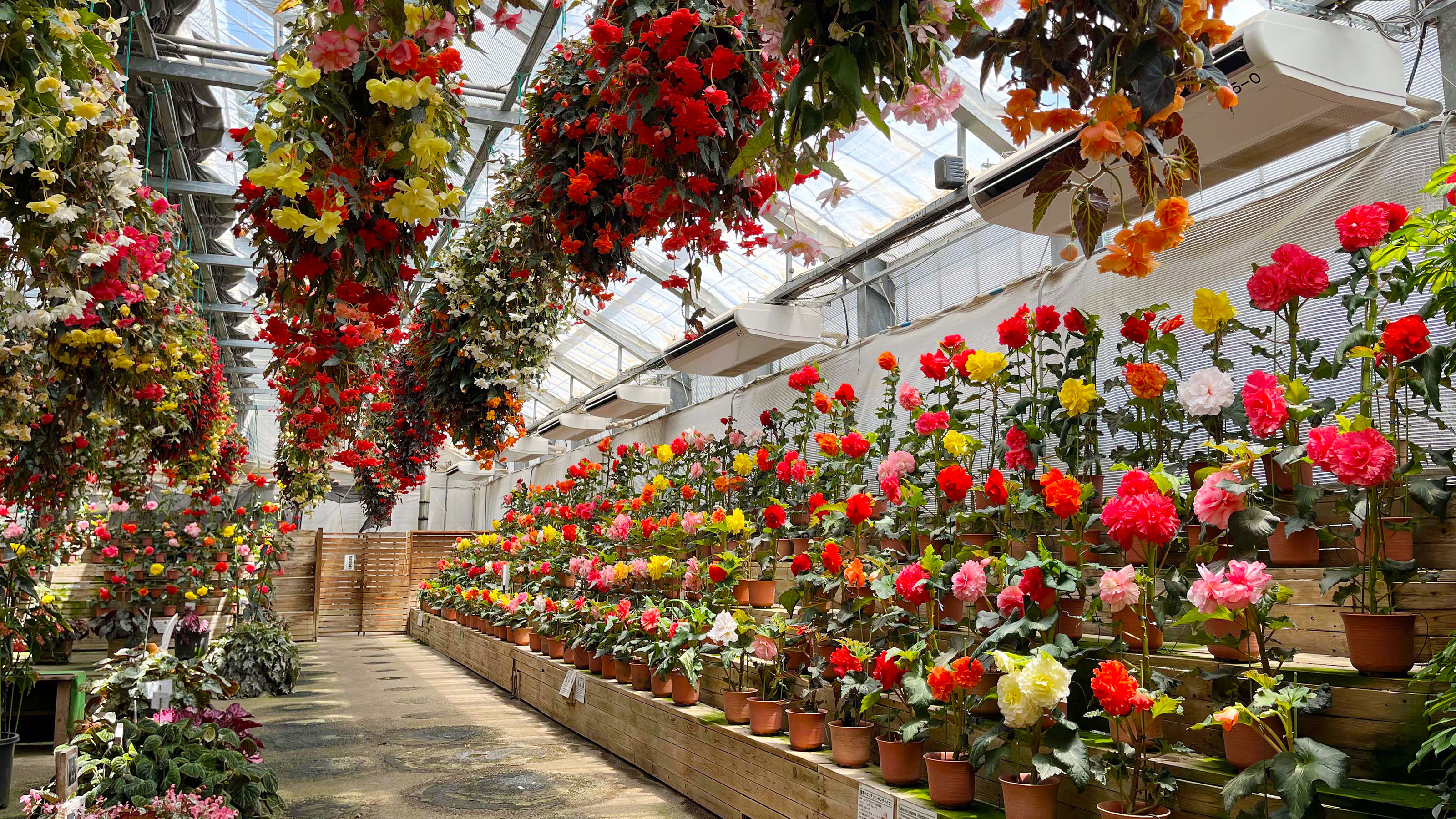 花の楽園！花いちもんめ