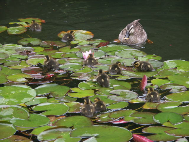 Others - 10. Raising of Spot-billed Ducks