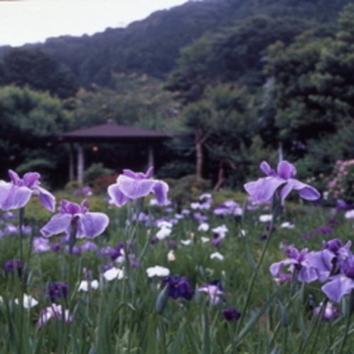 花菖蒲園