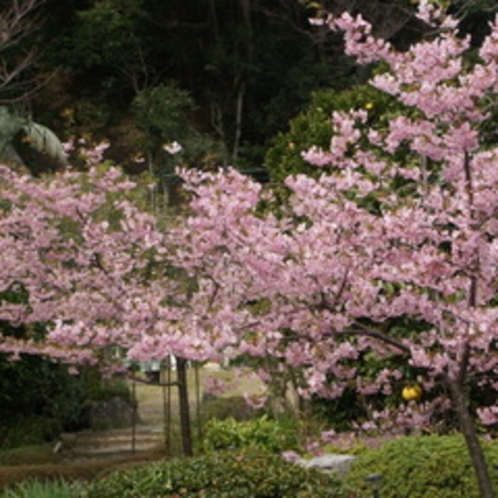 庭内の河津桜