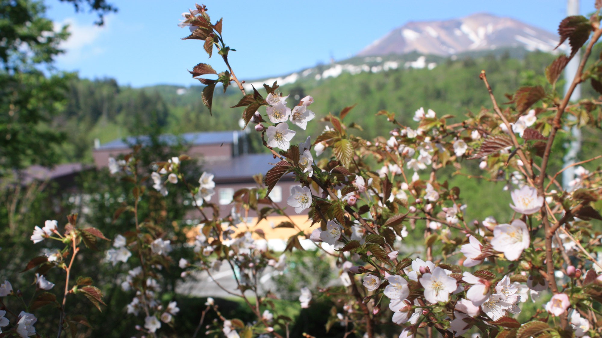 【白い春！山麓スペシャル】旭岳山開き前｜特別価格18000円／1日10室限定（4/21~6/17）