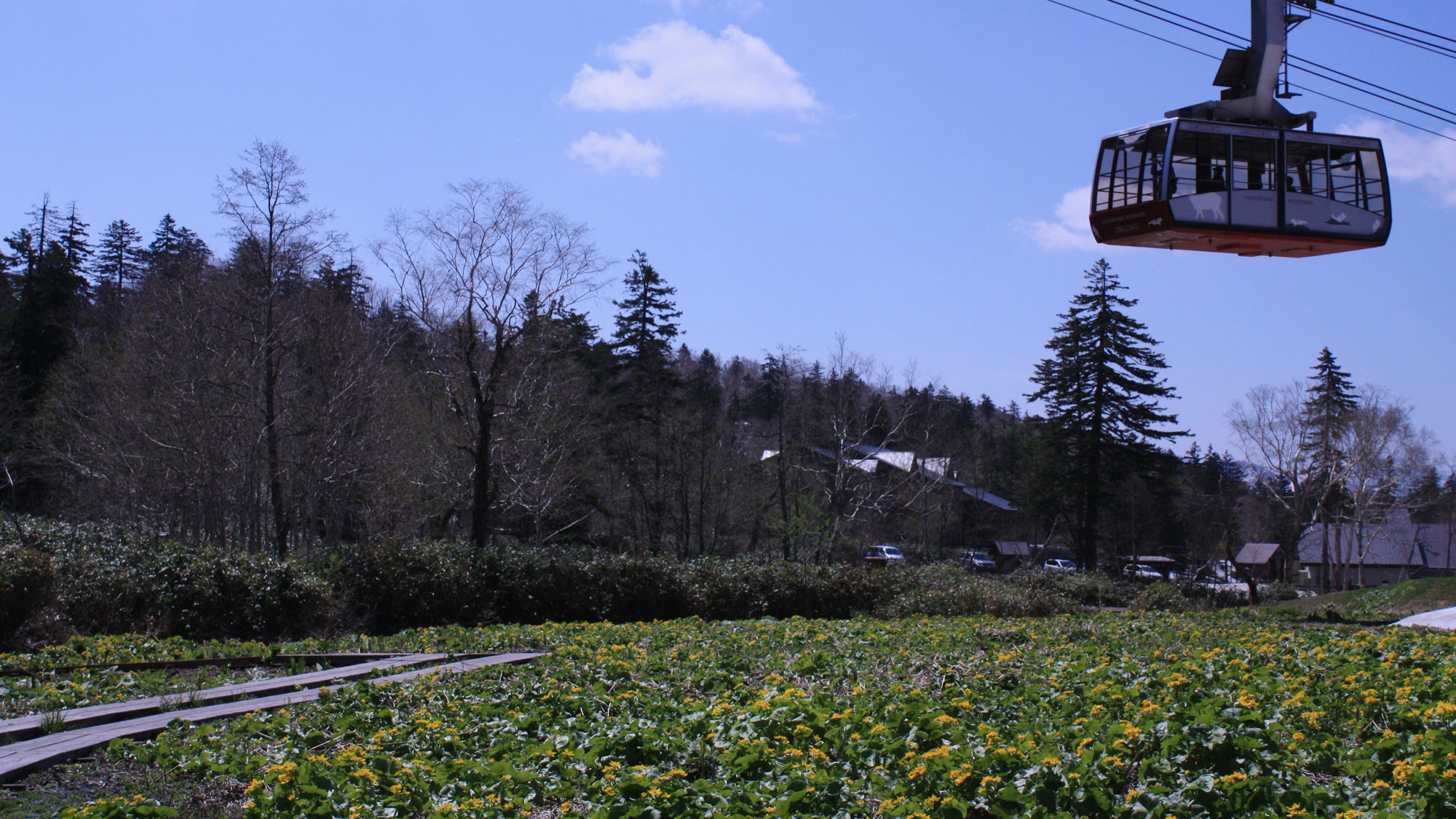 旭岳ロープウェイ山麓駅の前に毎年5月下旬～6月中旬に咲くエゾノリュウキンカと水芭蕉の大群落