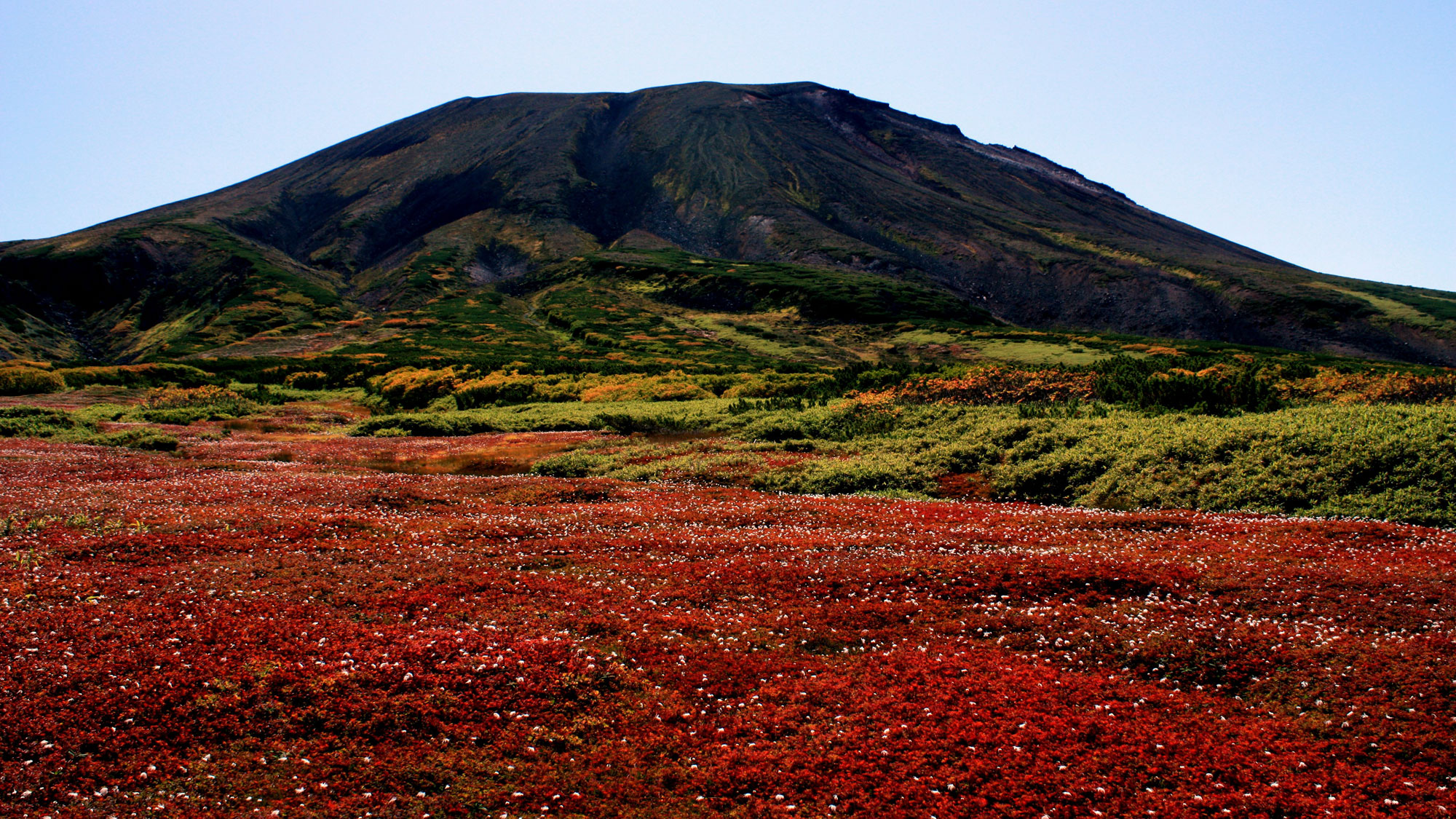  裾合平周辺の紅葉・チングルマの草紅葉がまるで絨毯のように足もとを真っ赤に染めます。