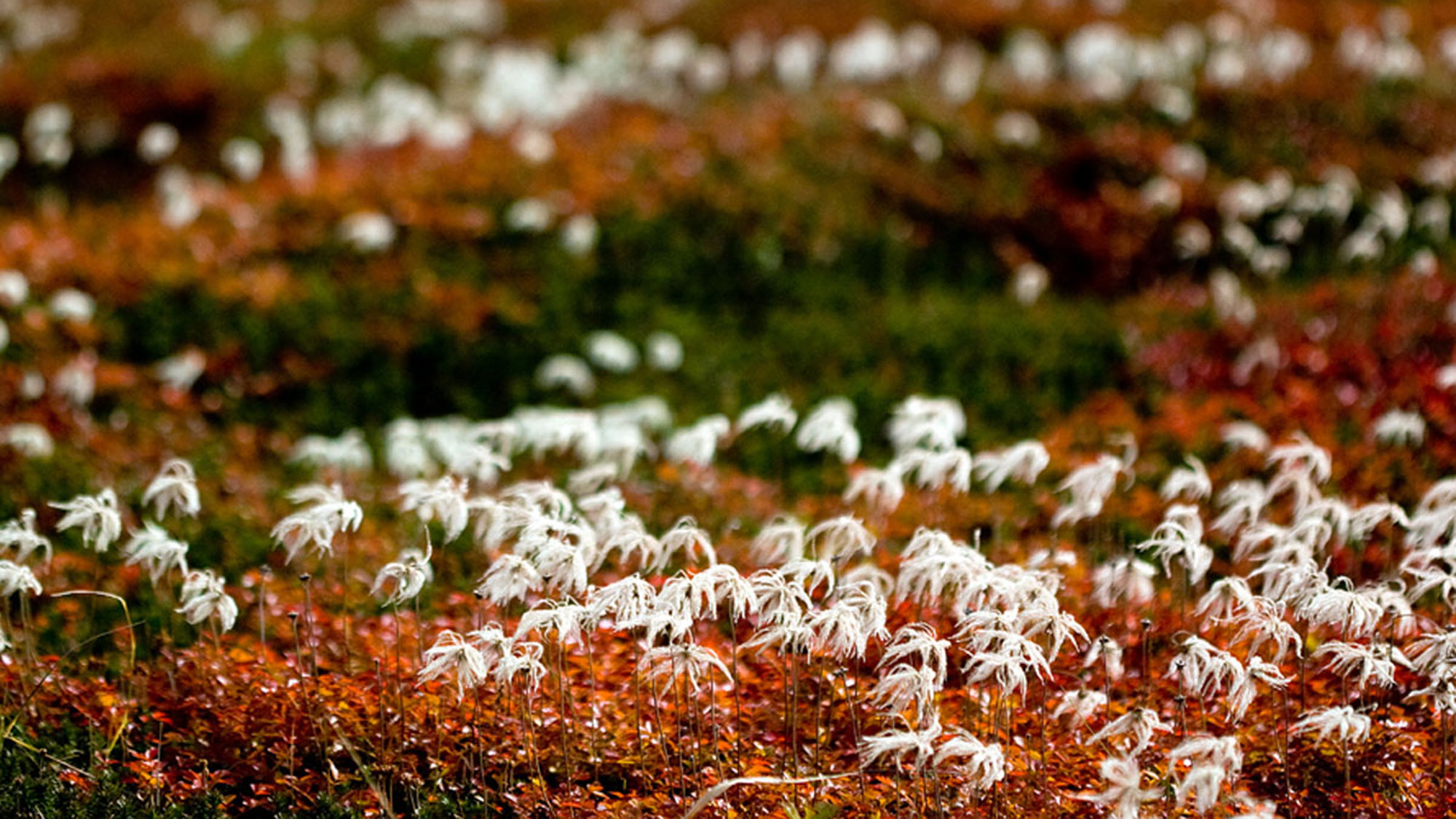 チングルマの綿毛が秋の風に揺れる眺めもとても美しいです。