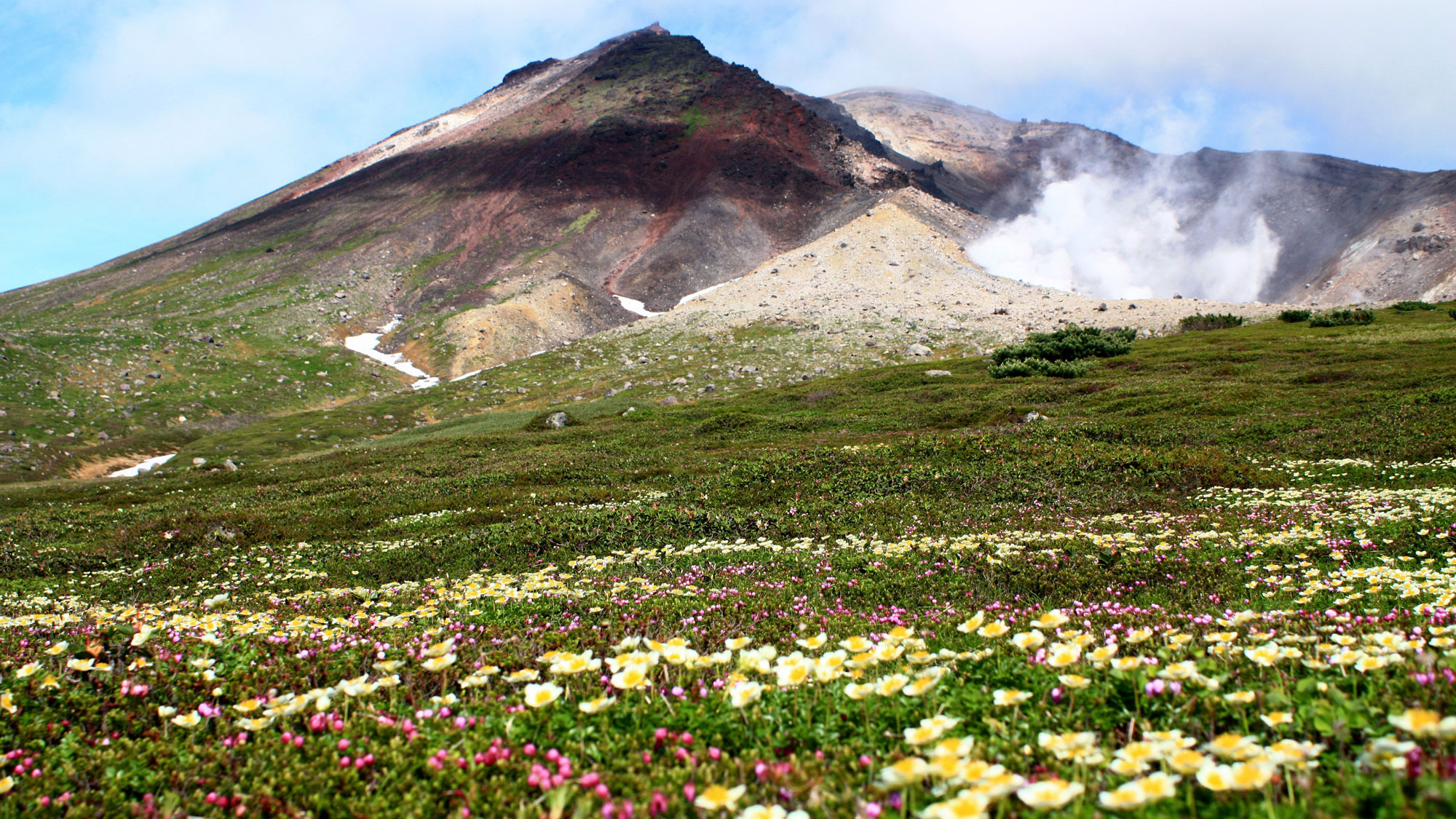 高山植物が咲き誇る7月の旭岳