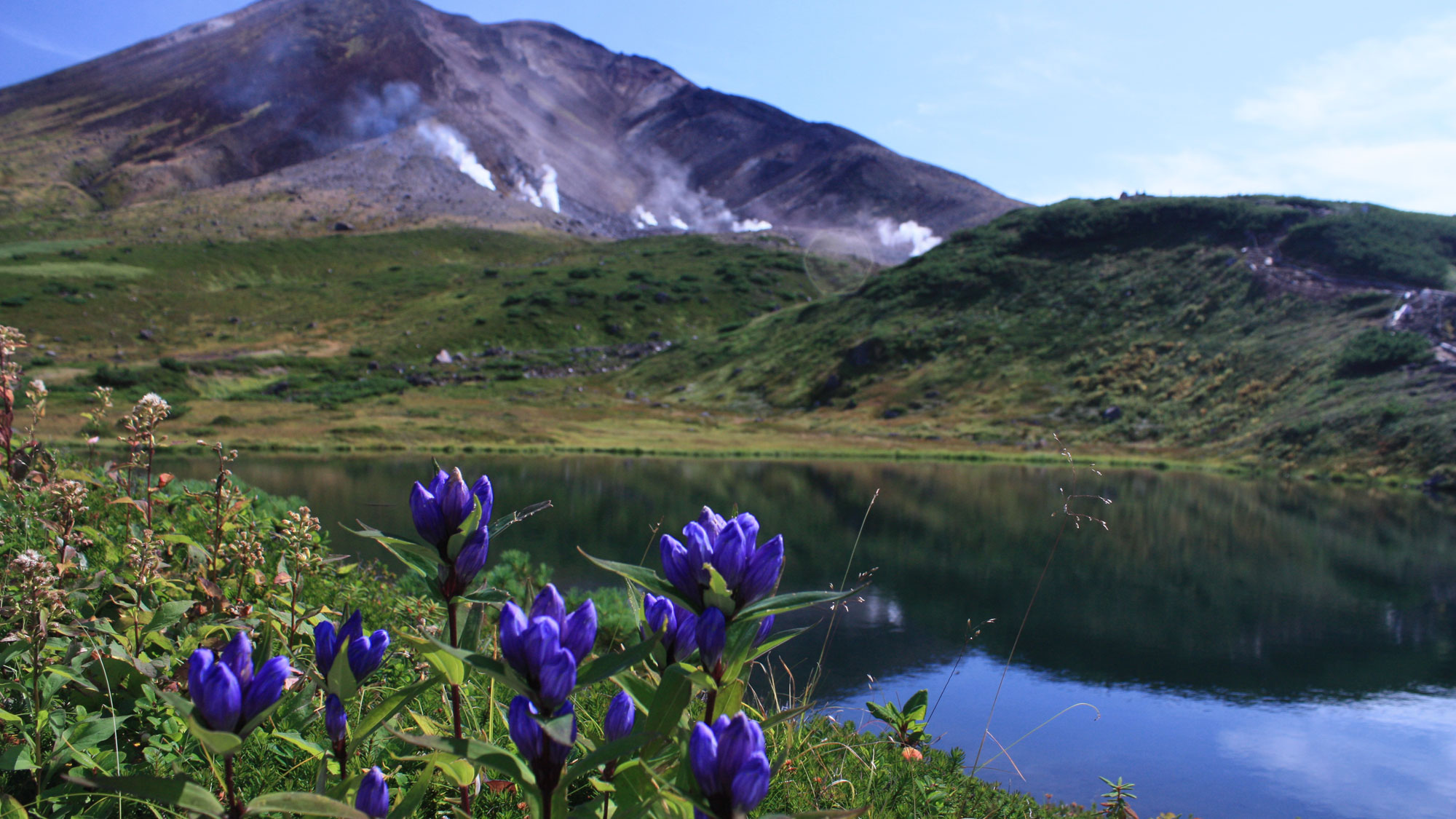 夏は大雪山固有の高山植物が数多く咲く、素晴らしい時期