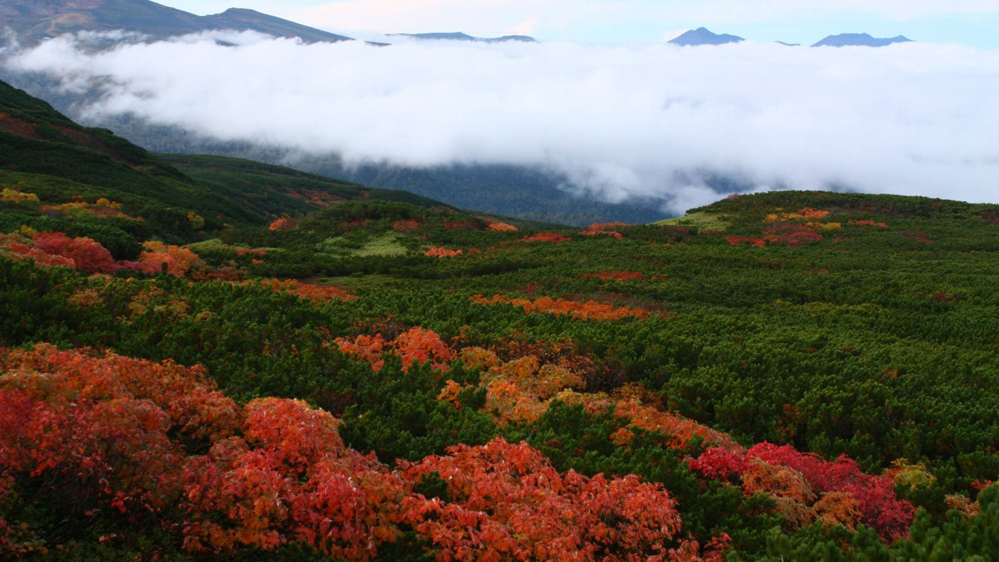 紅葉の先に雲海が広がる見事な絶景