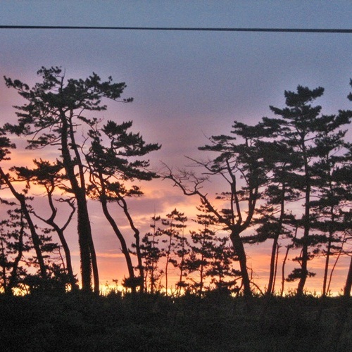 Sunset of pine trees