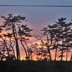 松並木の夕焼け