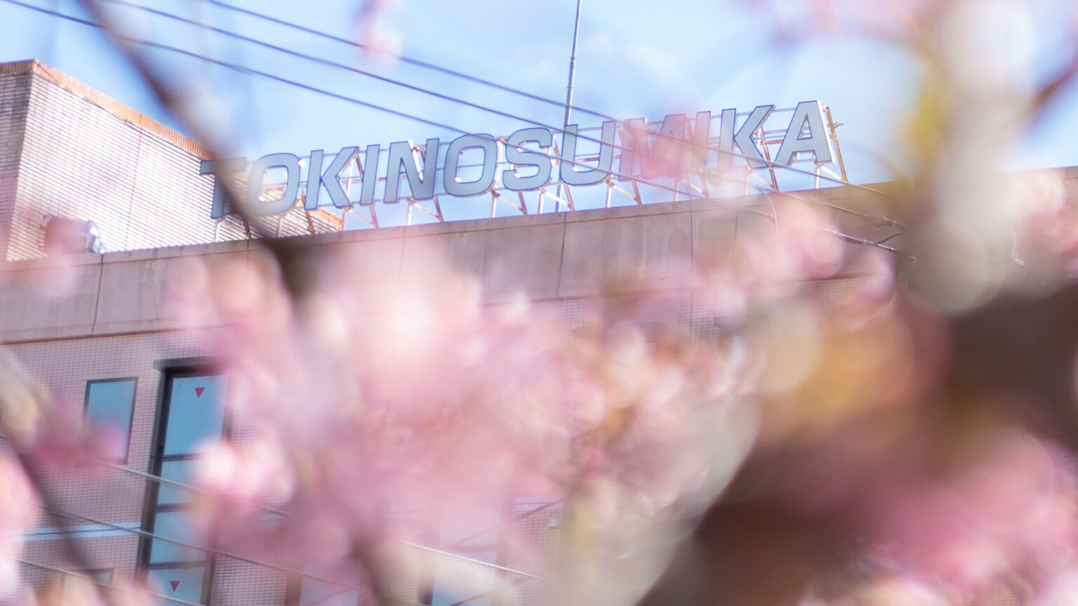 河津桜（2026年）