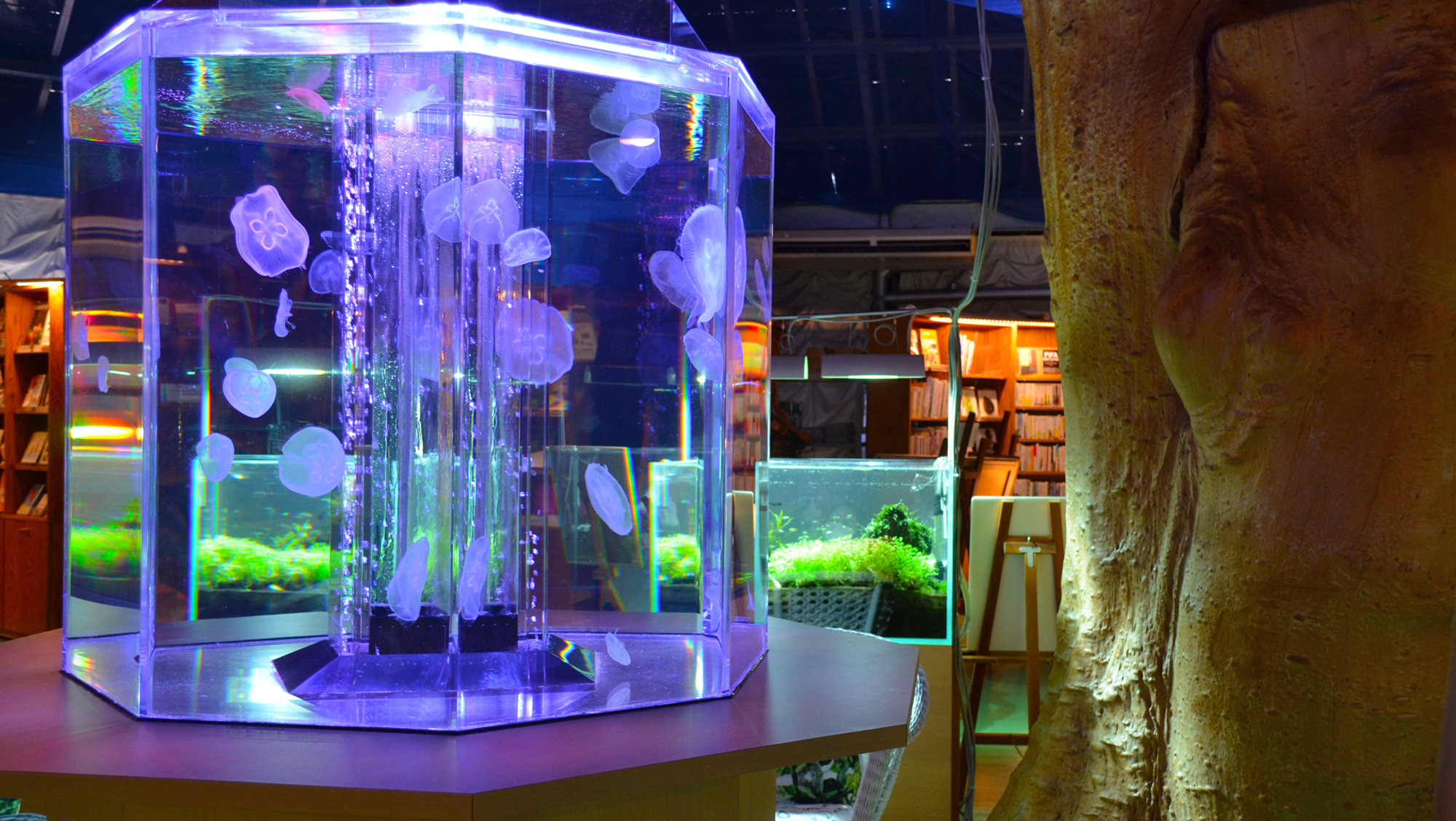 水中楽園 Aquarium（アクアリウム）