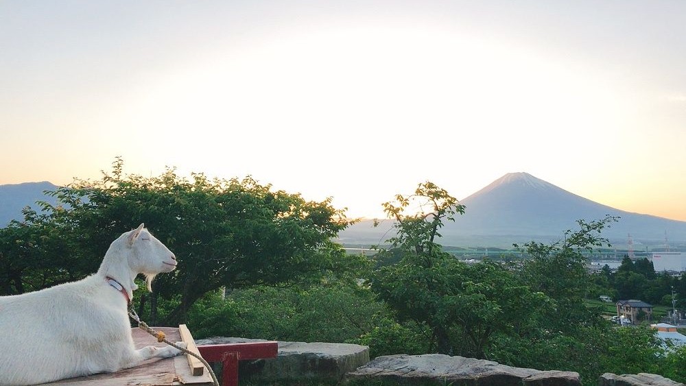 時之栖内からご覧いただける様々な富士山（一例です）